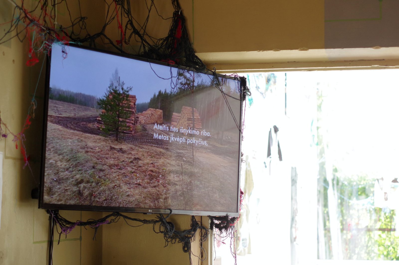 Rhizome of Connections